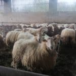 Voyage au Pays Basque : découvertes des productions animales d’autres territoires