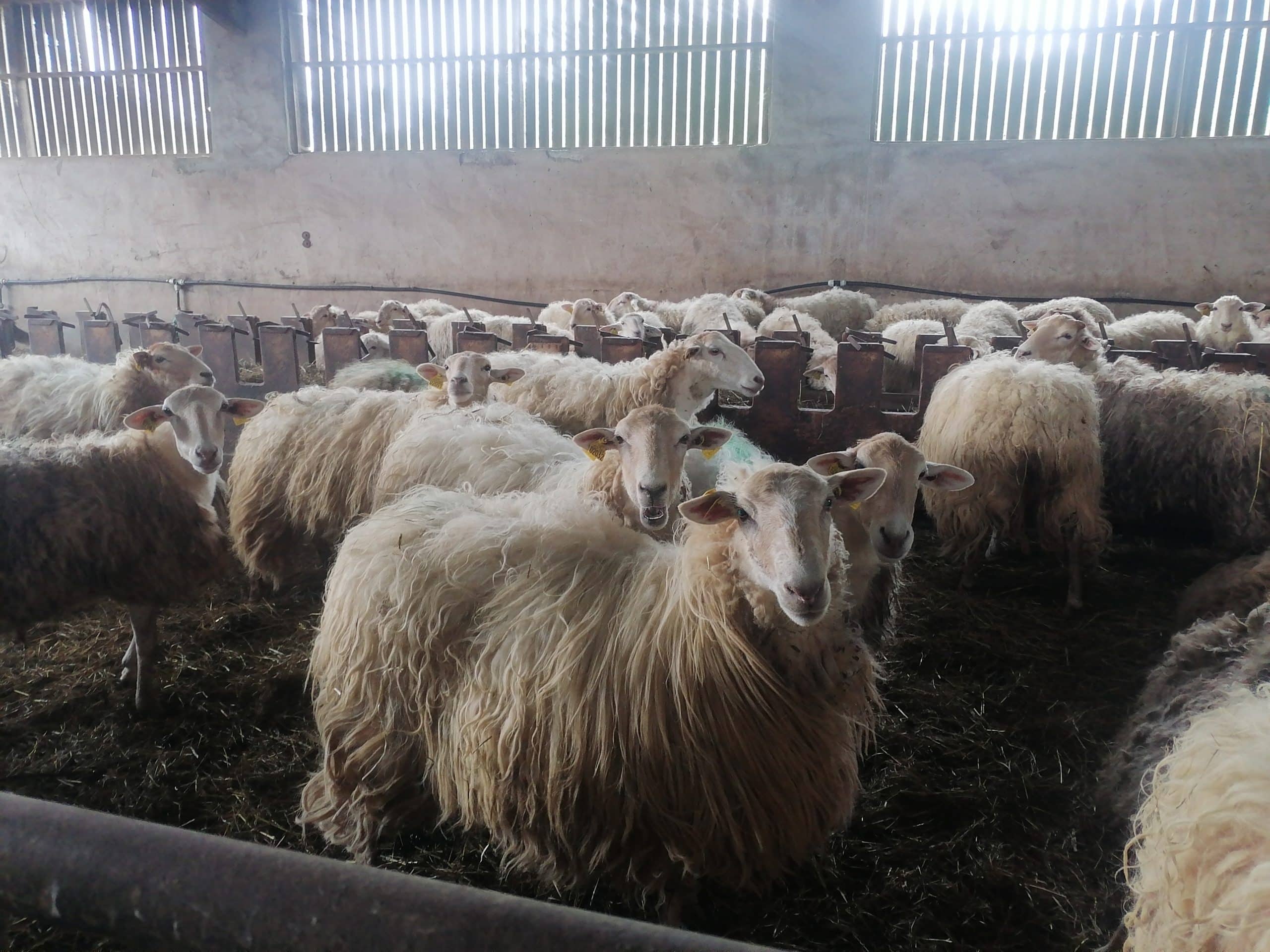 Lire la suite à propos de l’article Voyage au Pays Basque : découvertes des productions animales d’autres territoires