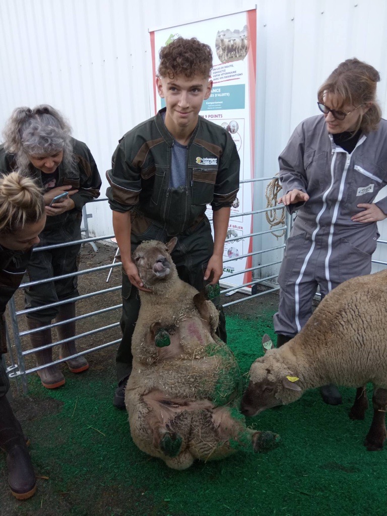 un apprenti avec un mouton