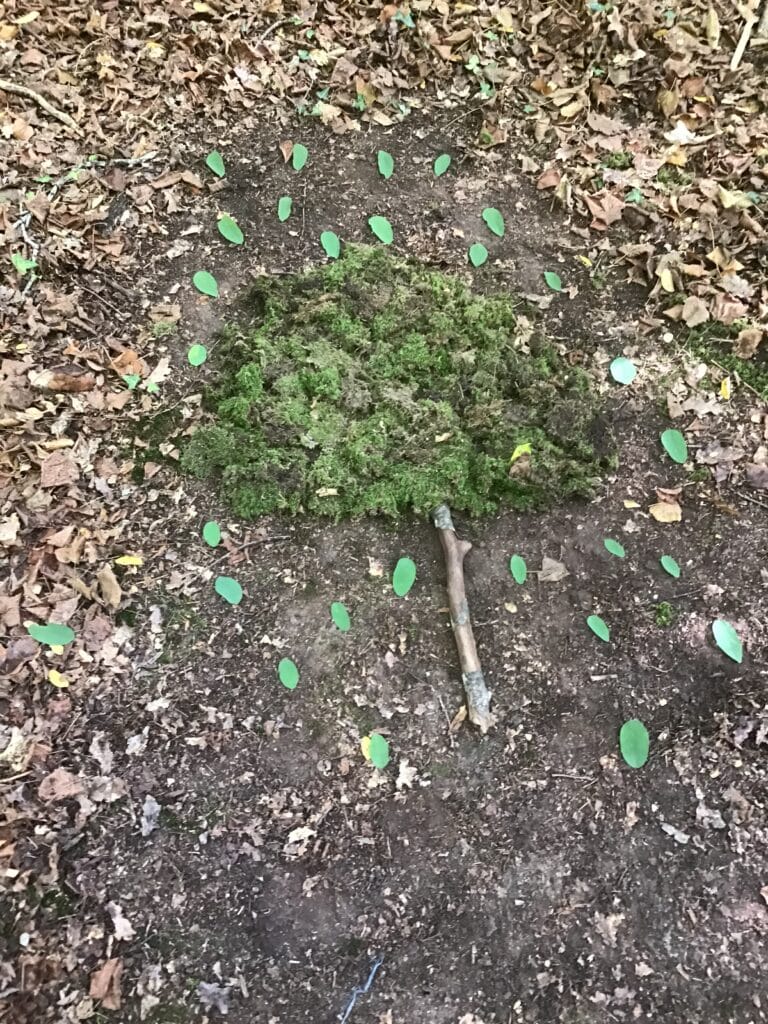 des feuilles, une branche, de la mousse