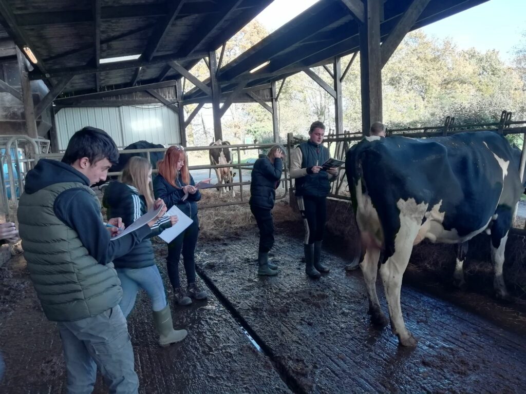 Prise de notes autour d'une vache