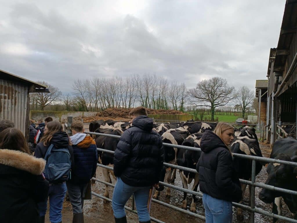 les élèves entourés de vaches