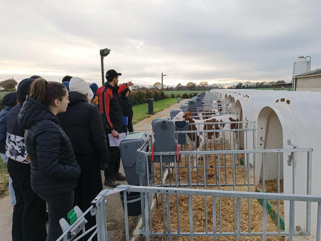 les élèves devant les petits veaux