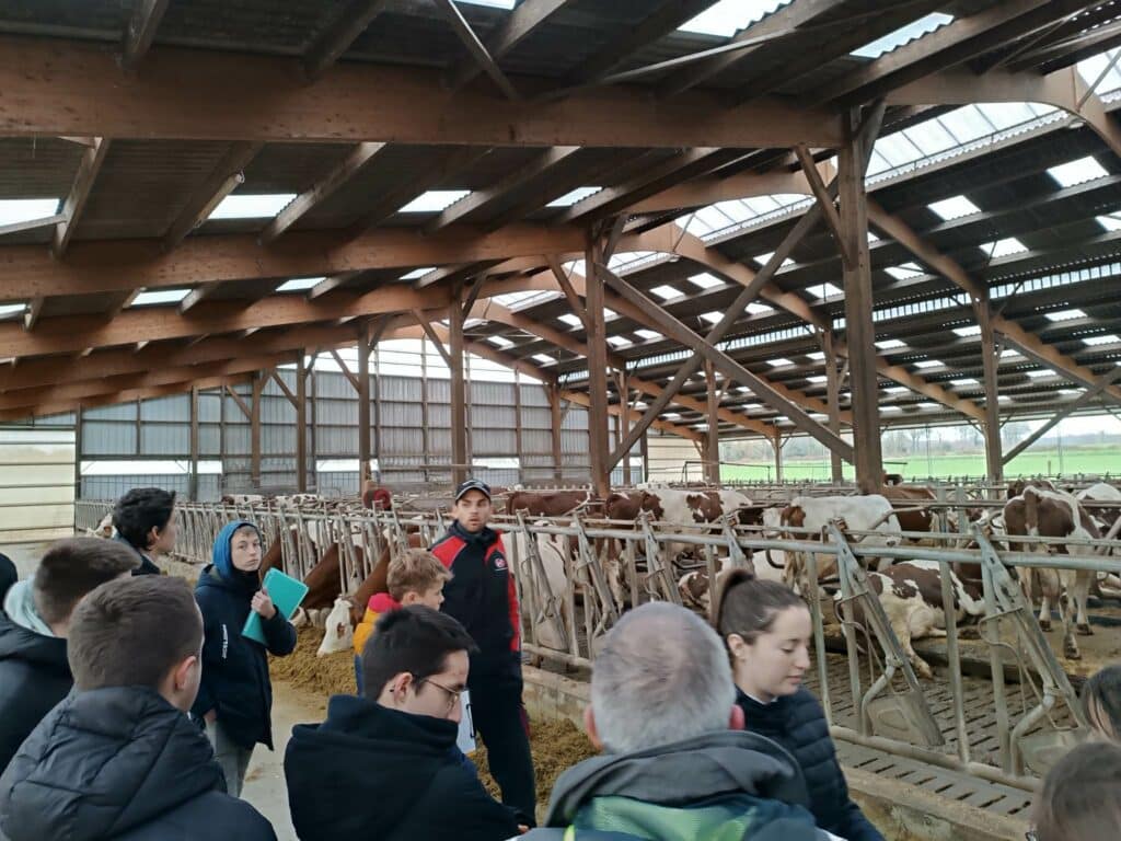 les élèves sous un hangar avec des vaches