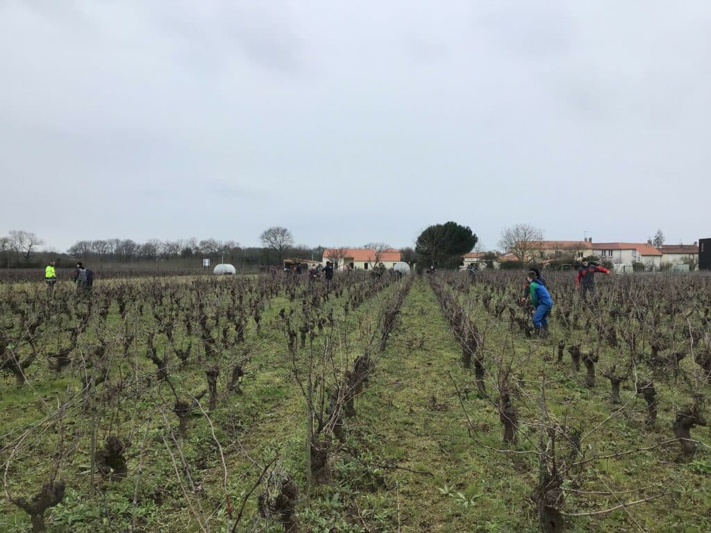 taille vigne