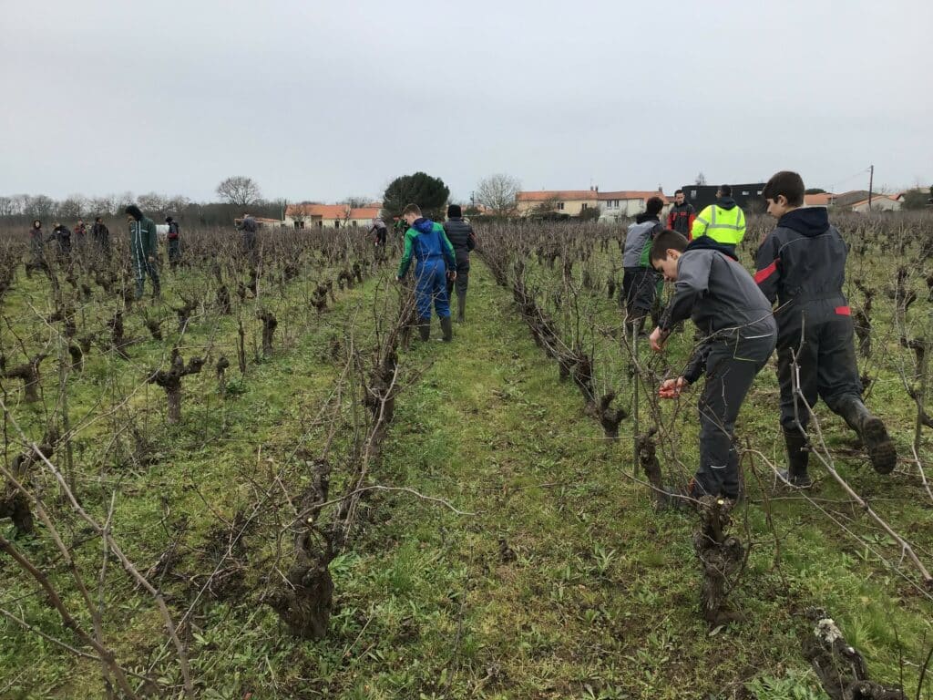 élèves à tailler les vignes