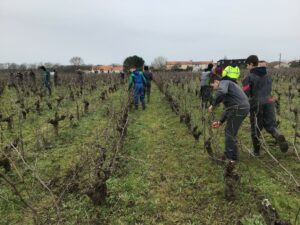 Lire la suite à propos de l’article Taille de vigne pour les élèves de 3PP