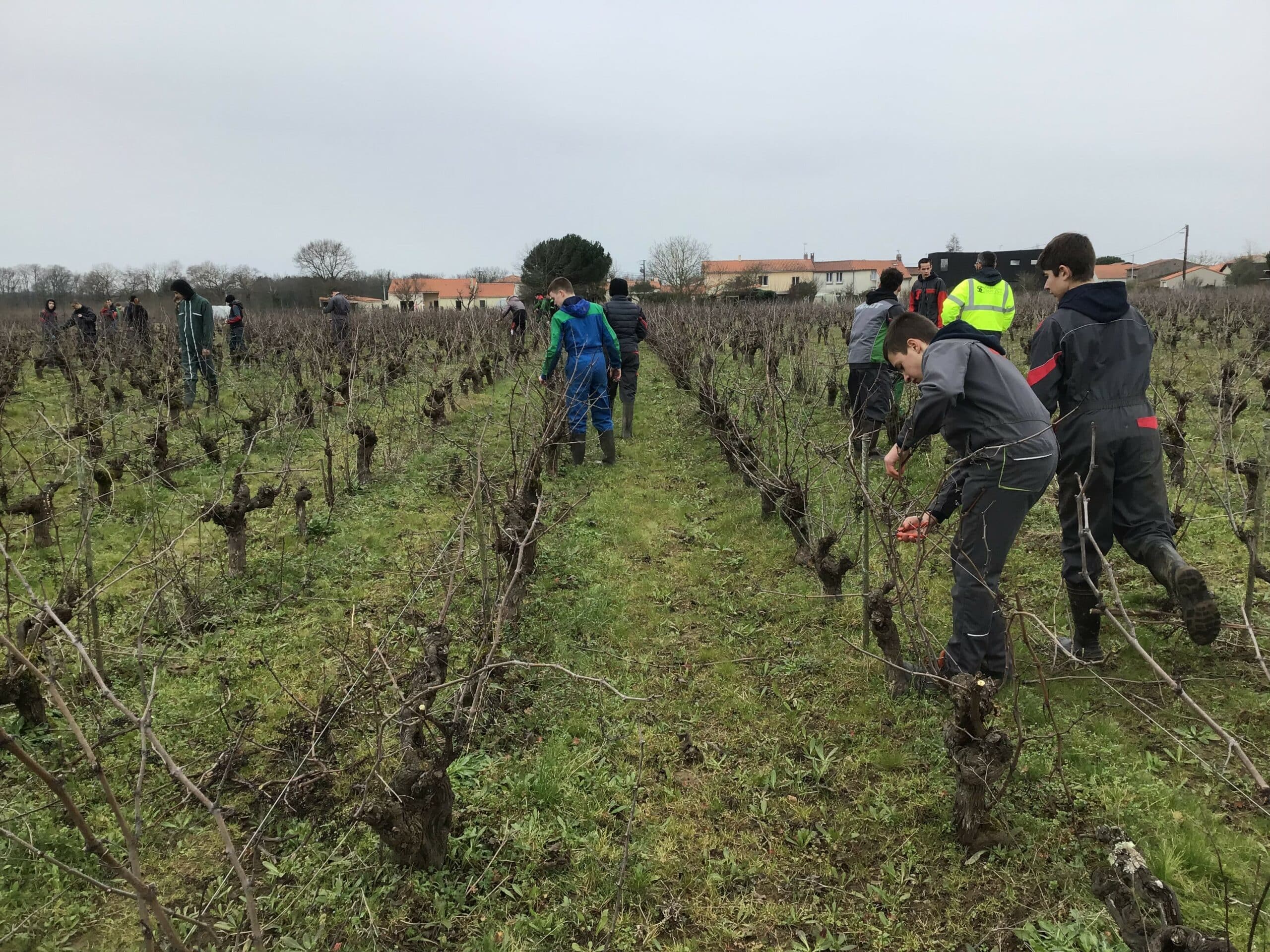 Lire la suite à propos de l’article Taille de vigne pour les élèves de 3PP