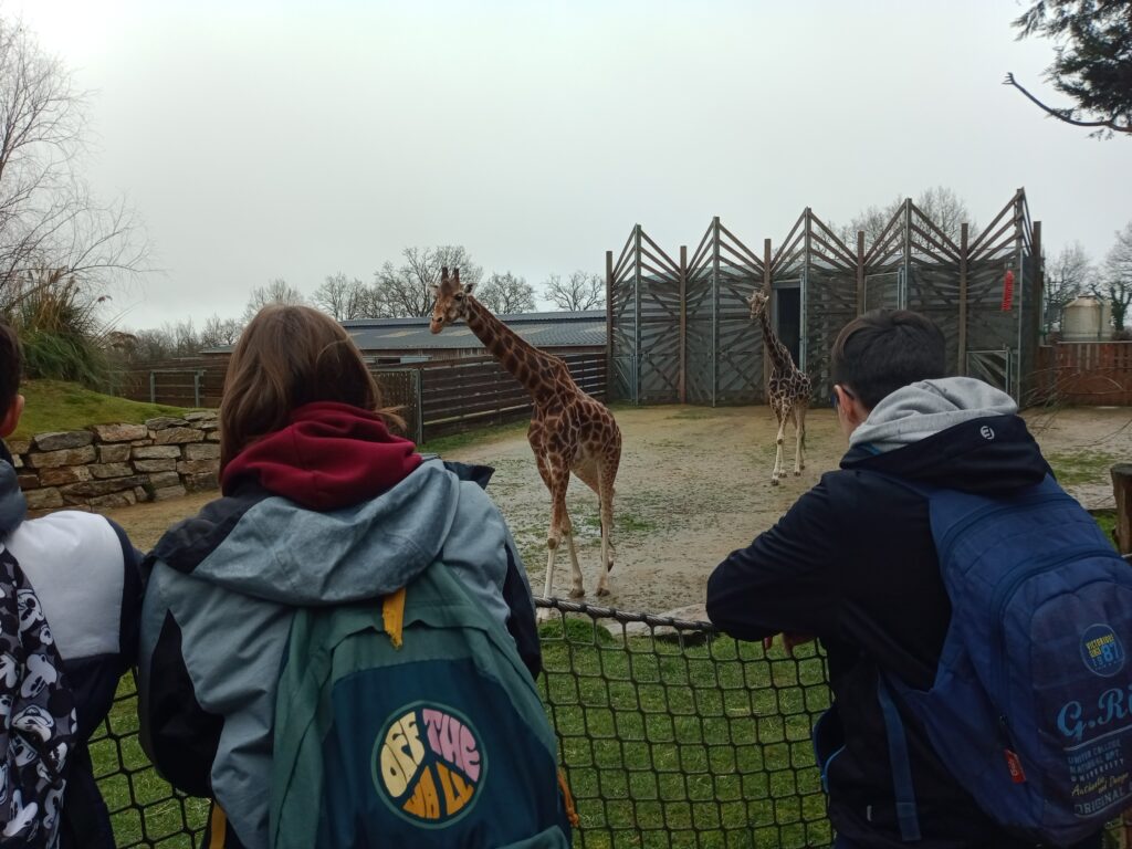 girafe