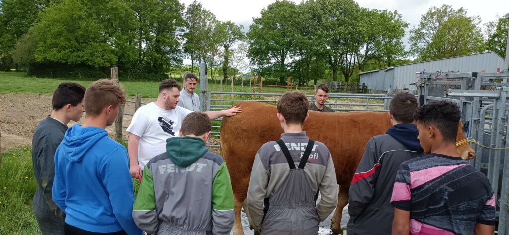 élèves autour d'une vache