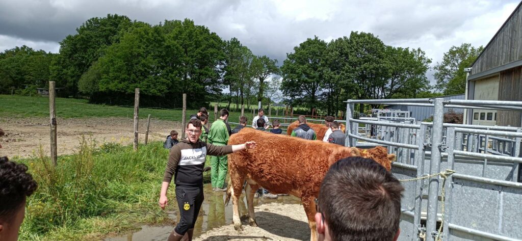 Antonin auprès d'une vache