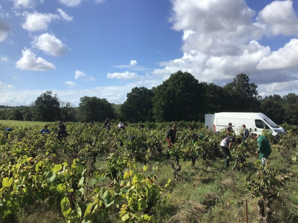 vigne au domaine de l'Epinay