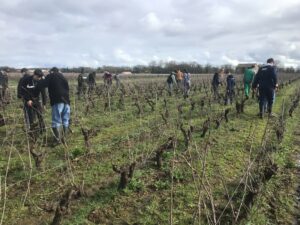 EPI Taille de vignes