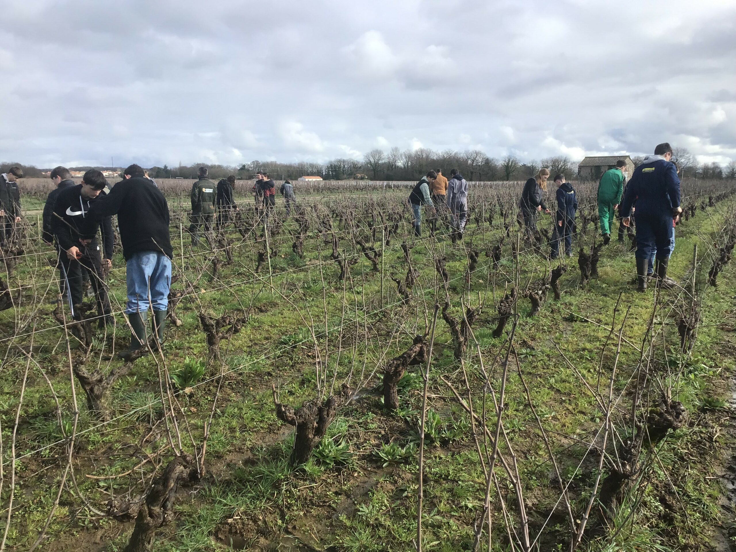 Lire la suite à propos de l’article EPI Taille de vignes