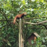 Sortie pédagogique au Parc de Branféré : les élèves du Lycée Saint-Clair sensibilisés à la biodiversité et aux métiers animaliers