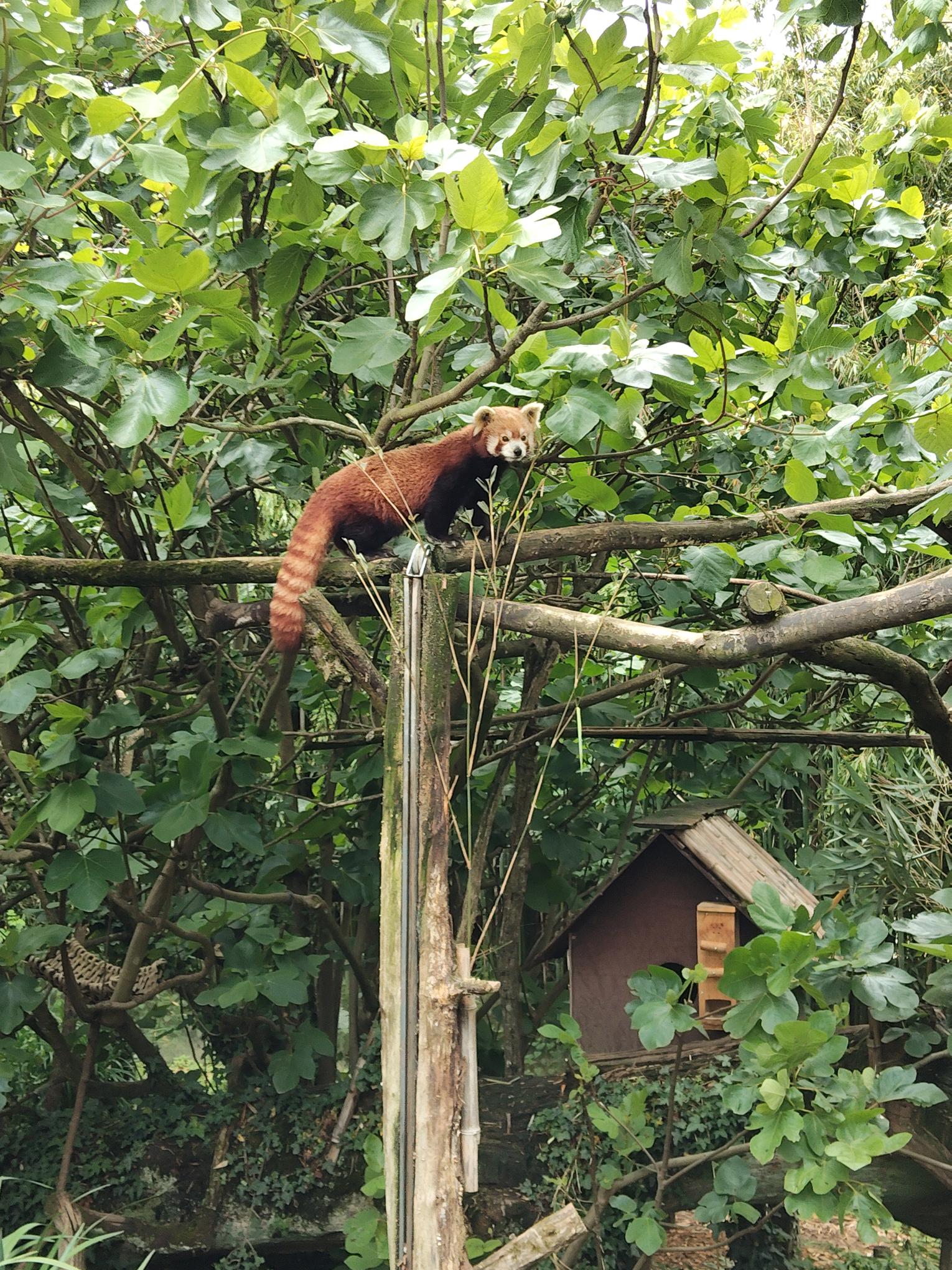 Lire la suite à propos de l’article Sortie pédagogique au Parc de Branféré : les élèves du Lycée Saint-Clair sensibilisés à la biodiversité et aux métiers animaliers